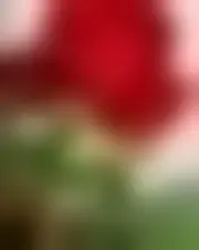 Foto de sr420952