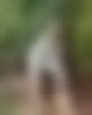 Foto de azalphoch23350